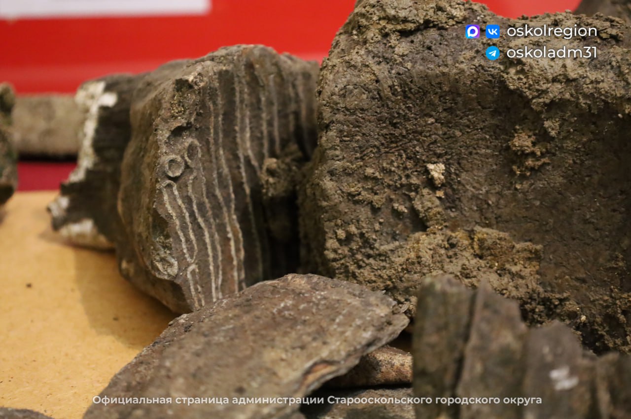 Палеонтологическая сенсация: житель Нагольного Старооскольского округа нашел останки шерстистого носорога Палеонтологическая сенсация: житель Нагольного Старооскольского округа нашел останки шерстистого носорога