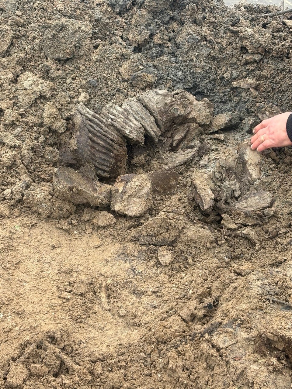 Вместо улова – палеонтологическая сенсация Вместо улова – палеонтологическая сенсация