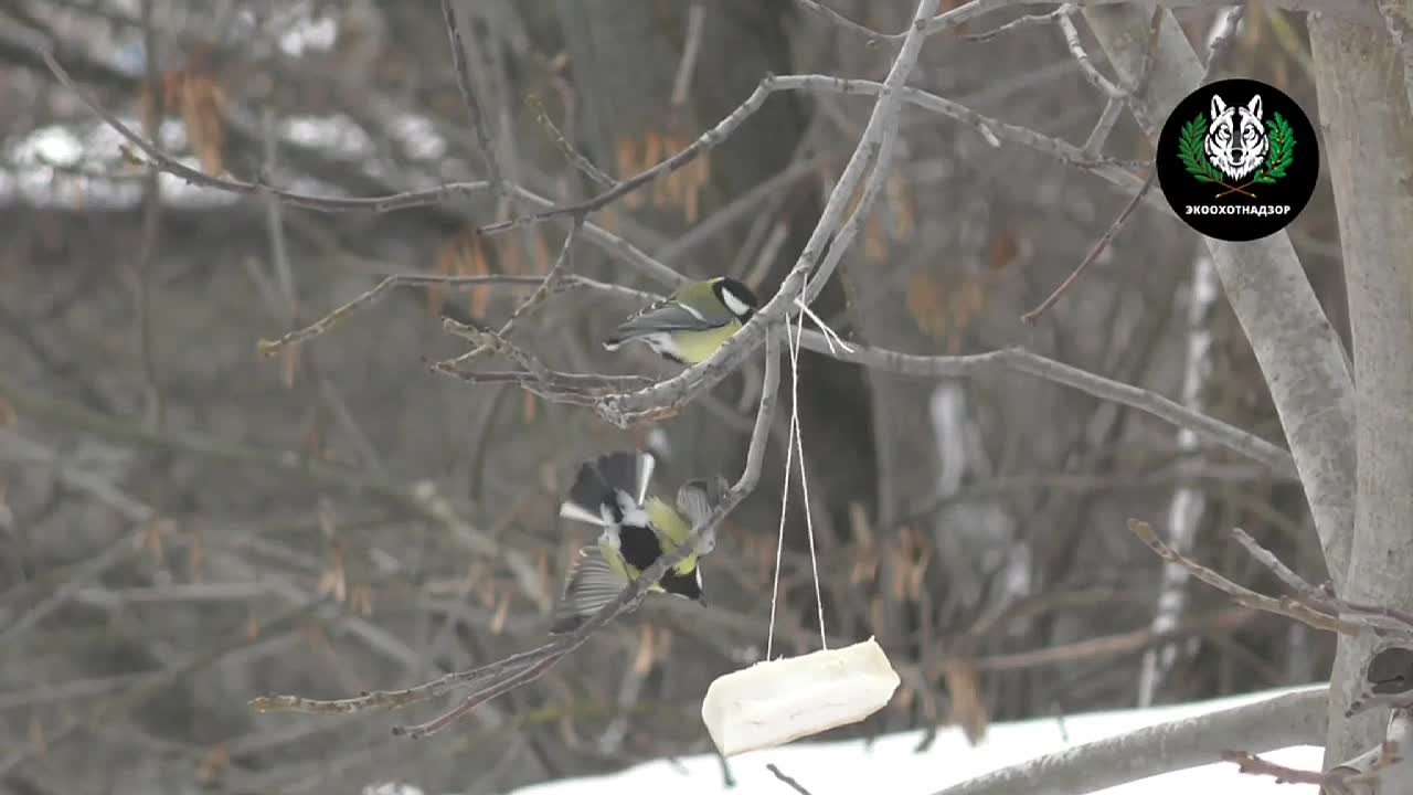 Синичкин день: пора помогать пернатым друзьям