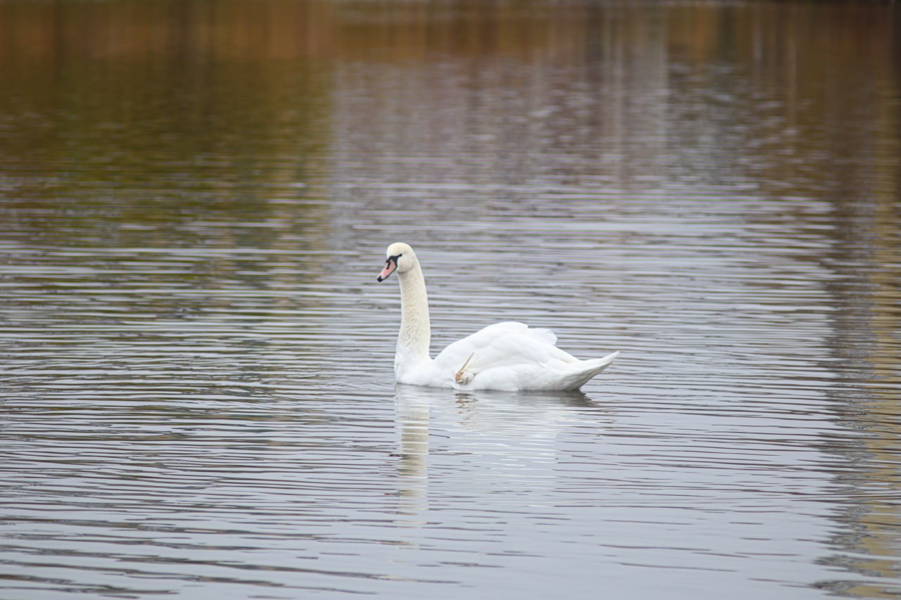 У нелетающего лебедя с Левобережья появился товарищ У нелетающего лебедя с Левобережья появился товарищ