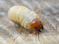 Личинки майского жука: эффективные методы борьбы с растительными вредителями