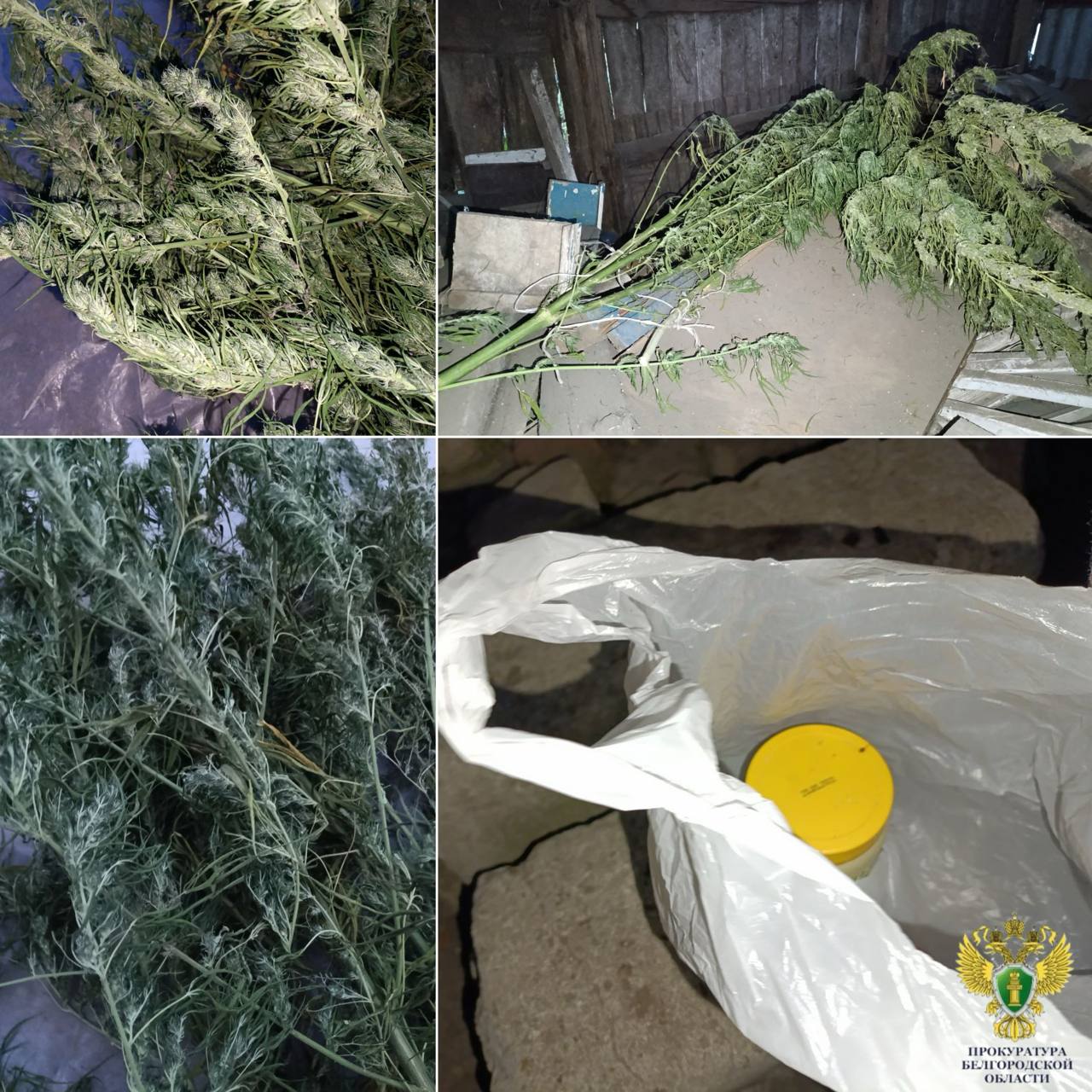 Более 1 кг конопли нашли у жителя Краснояружского района