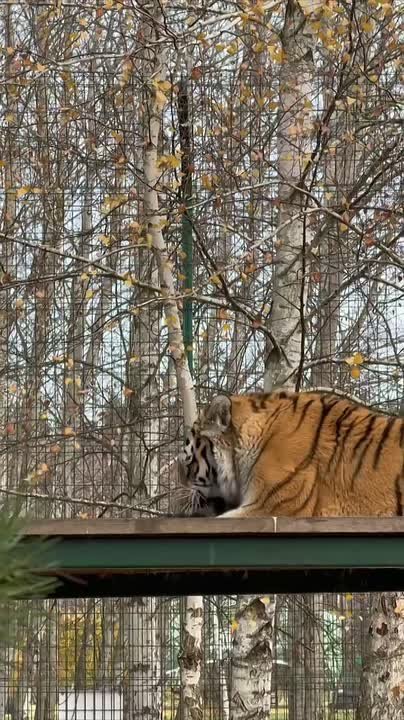 Кормление амурских тигров в зоопарке превратилось в съёмки мелодрамы