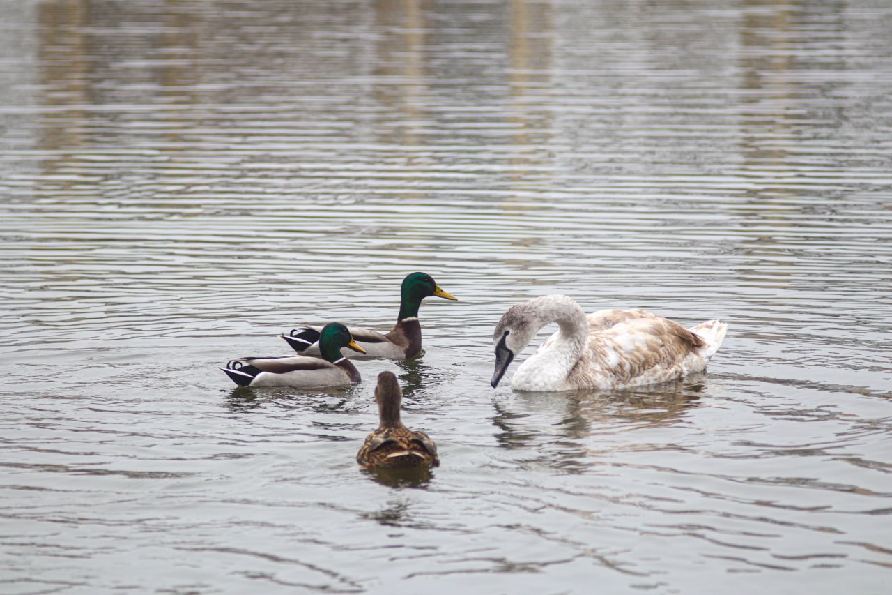 У нелетающего лебедя с Левобережья появился товарищ У нелетающего лебедя с Левобережья появился товарищ