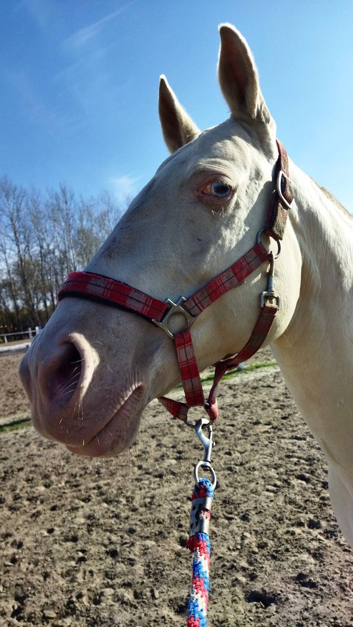 Всем привет, друзья. Ну что, вы готовы узнать, какой факт об Андрее Белоусове был правдивым? Раскрываем карты В нашей команде работают по-настоящему увлеченные люди! Каждую неделю наш коллега находит время для поездки в... Всем привет, друзья. Ну что, вы готовы узнать, какой факт об Андрее Белоусове был правдивым? Раскрываем карты В нашей команде работают по-настоящему увлеченные люди! Каждую неделю наш коллега находит время для поездки в...