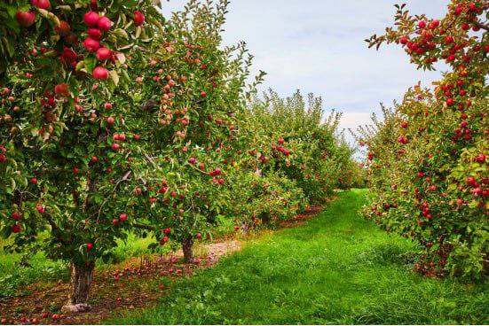 Олег Медведев: Садоводы Яковлевского муниципального округа завершают уборку яблок