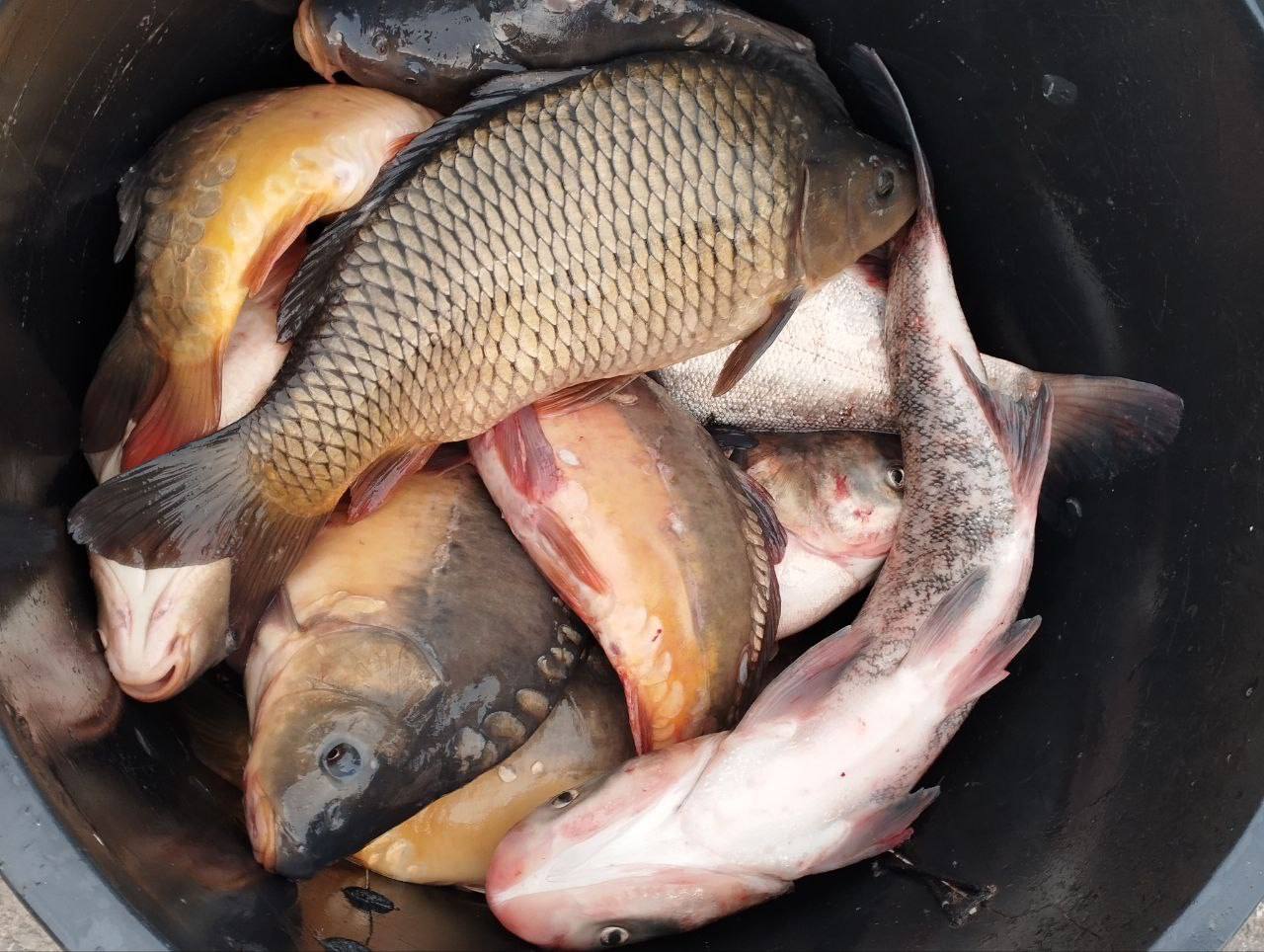 Андрей Миськов: В центре Нового Оскола состоялась традиционная продовольственная ярмарка, инициированная губернатором Белгородской области Вячеславом Гладковым Андрей Миськов: В центре Нового Оскола состоялась традиционная продовольственная ярмарка, инициированная губернатором Белгородской области Вячеславом Гладковым