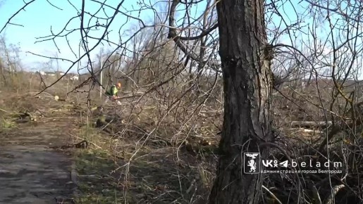 В Белгороде создают стратегический запас дров на случай ЧС