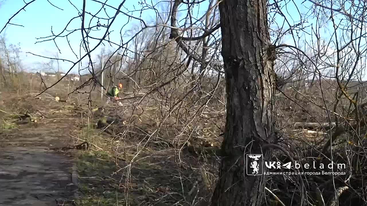 В Белгороде создают стратегический запас дров на случай ЧС