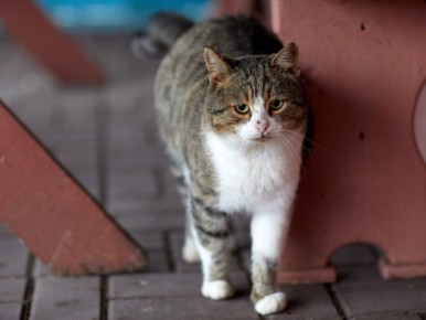 Сегодня, 15 ноября, в Белгороде будет облачно с прояснениями