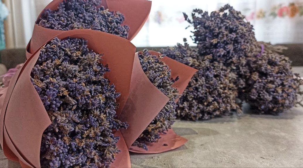 Маленькая лавандовая «страна»: Мария Сергеева из Ивнянского района открыла необычную ферму Маленькая лавандовая «страна»: Мария Сергеева из Ивнянского района открыла необычную ферму