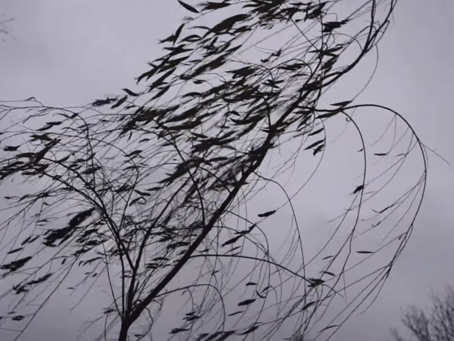 В Белгороде – сильный ветер