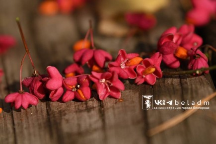 Доброе утро, Белгород!. Сегодня, 16 ноября, будет облачно с прояснениями