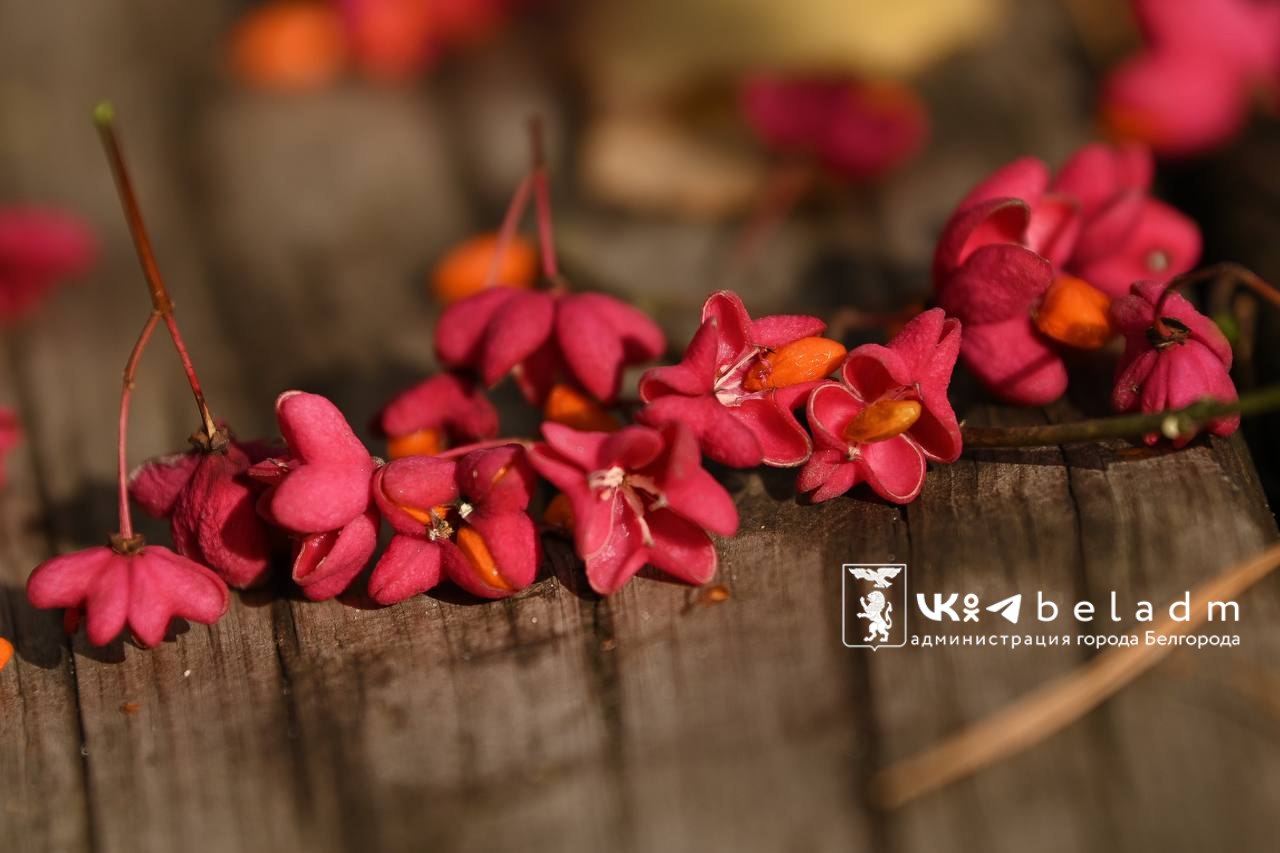 Доброе утро, Белгород!. Сегодня, 16 ноября, будет облачно с прояснениями