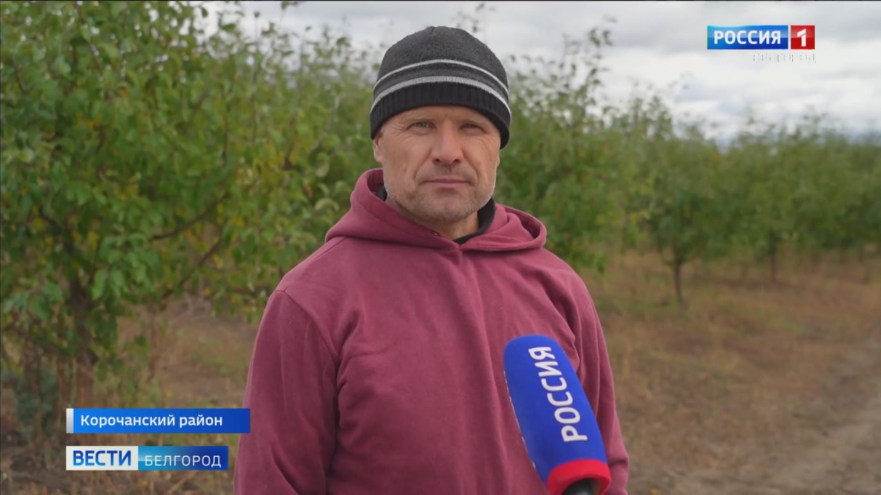В тяжёлые 90-е яблоки со своего участка буквально спасли семью, вспоминает Владислав Кривоносов из хутора Хрящевое Корочанского района