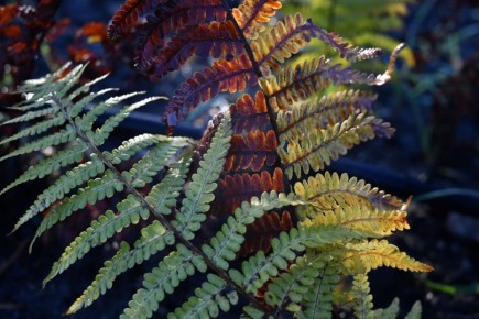 Погода 16 ноября. Сегодня в Белгороде облачно, вечером возможен дождь