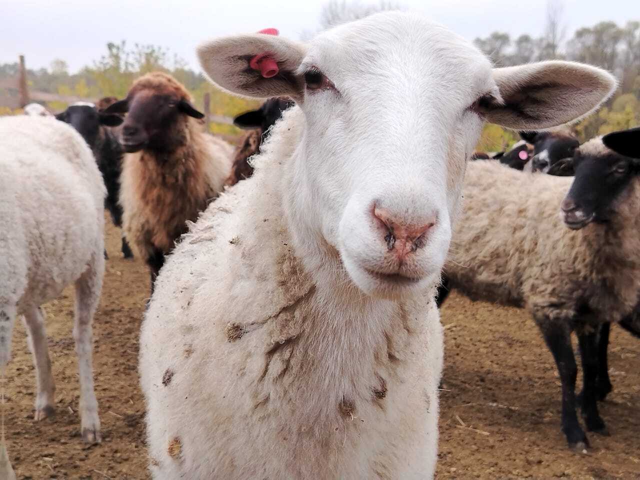 Социальный контракт помог многодетной семье из села Меловое Социальный контракт помог многодетной семье из села Меловое