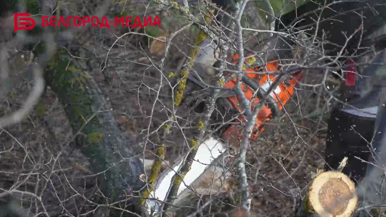 В Белгороде запасают дрова на случай длительных отключений электричества: уже заготовлено порядка 2 тысяч кубов