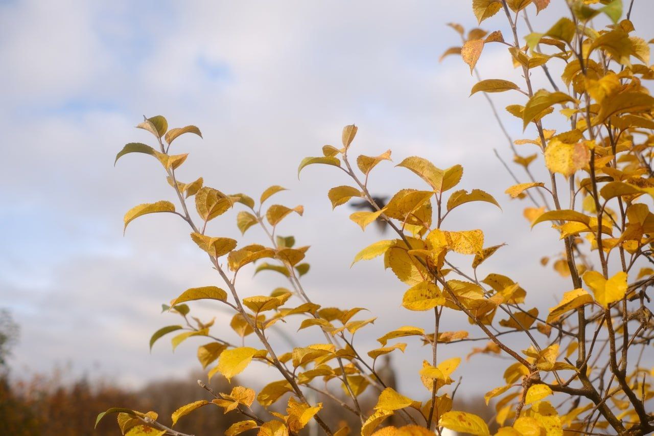 Сегодня, 17 ноября, будет облачная погода и дождливо