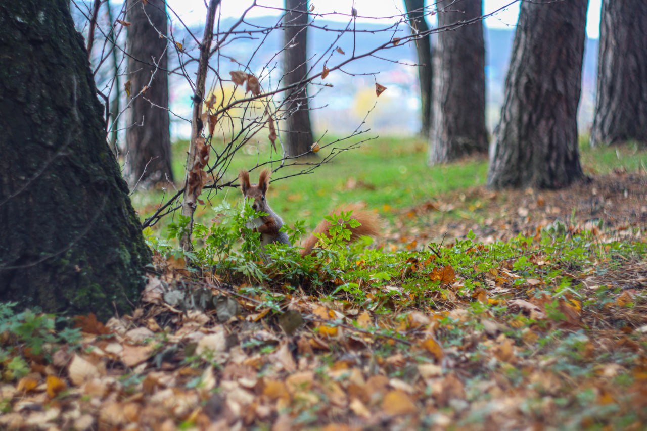 Сегодня – Международный день белки Сегодня – Международный день белки