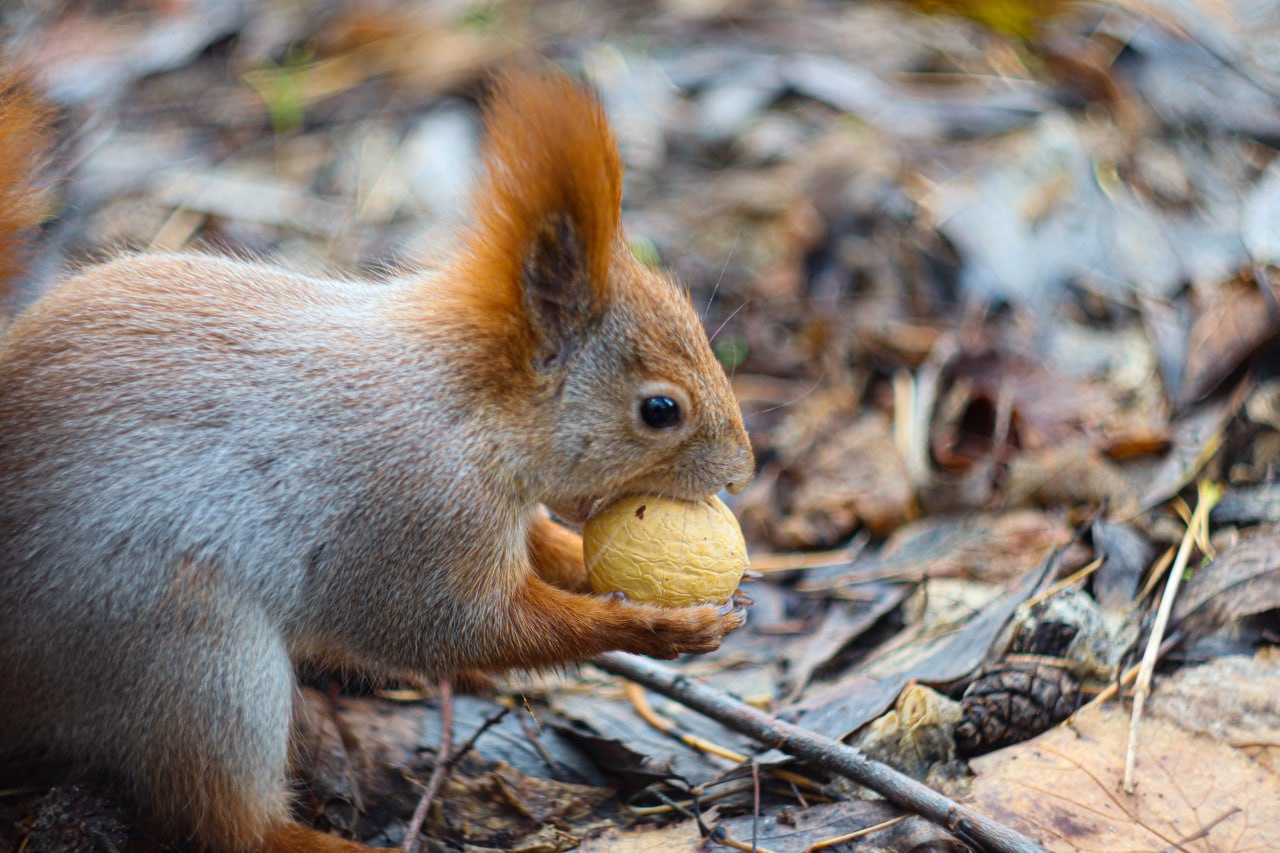 Сегодня – Международный день белки Сегодня – Международный день белки