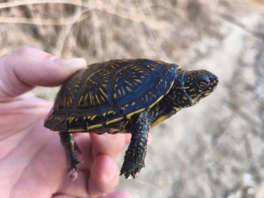 Белгородцы помогли черепашке вернуться в воду на обмелевшем водохранилище