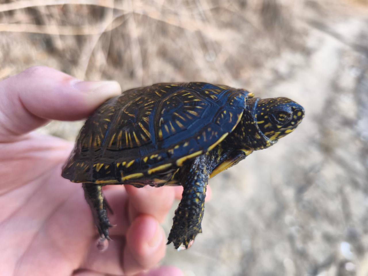 Белгородцы помогли черепашке вернуться в воду на обмелевшем водохранилище