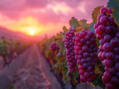 Как сделать виноград по-настоящему сладким: простые секреты от опытных агрономов