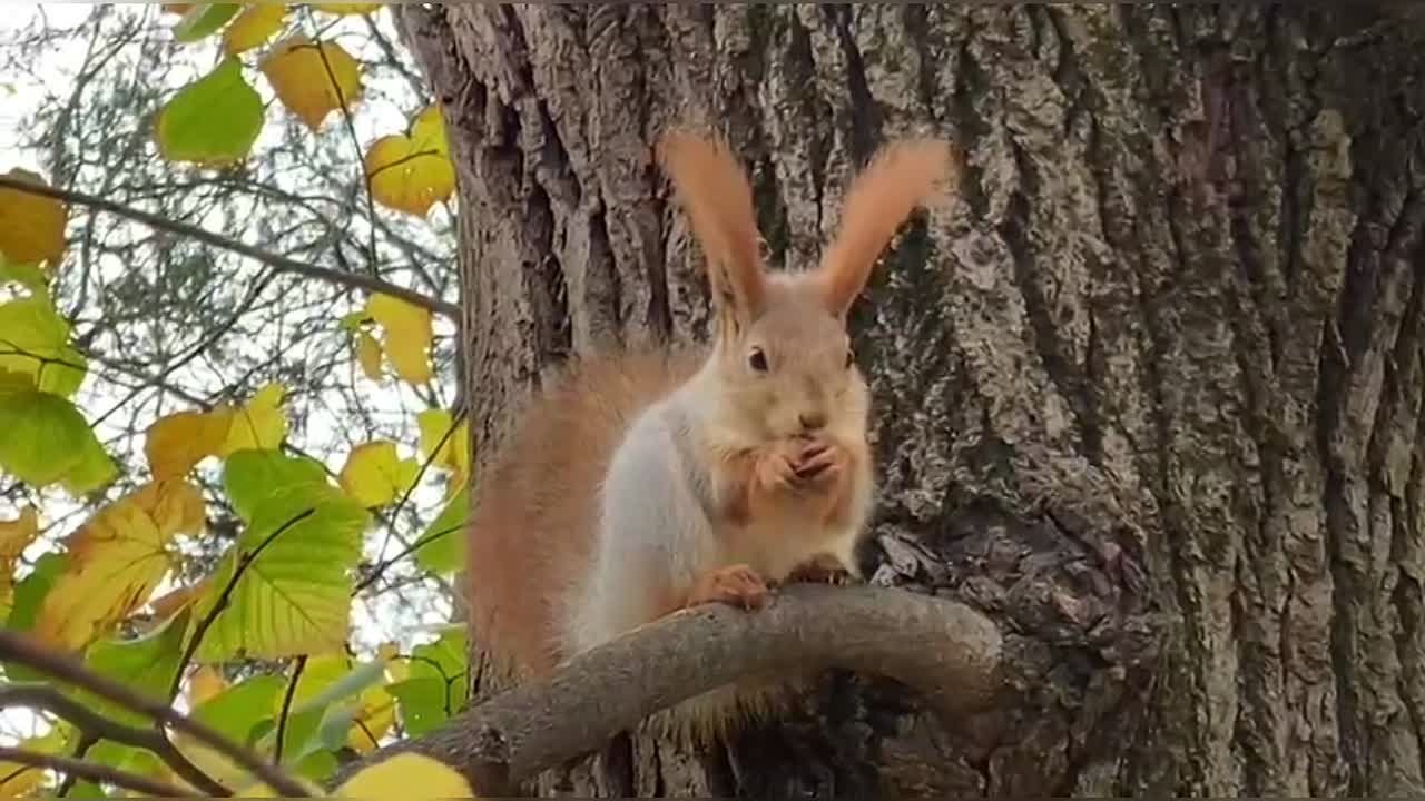 Сегодня – Международный день белки