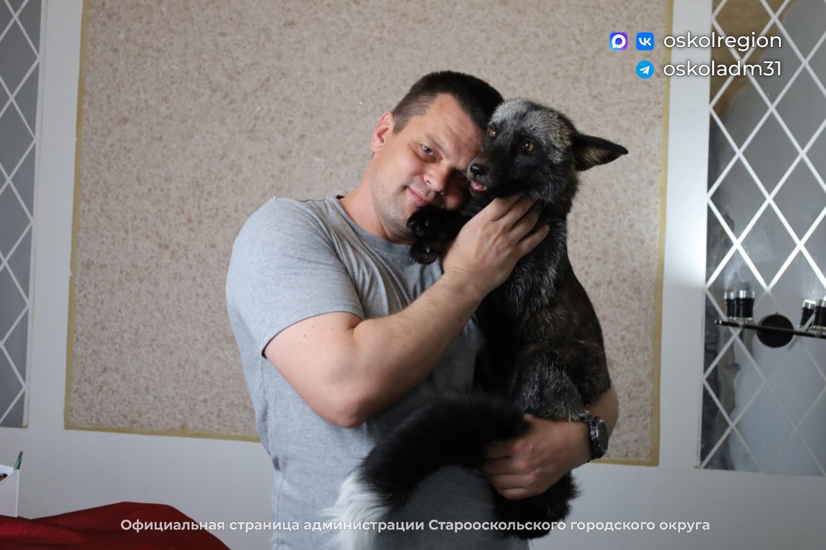 Если дома живёт лиса: староосколец завёл себе пушистого хищника Если дома живёт лиса: староосколец завёл себе пушистого хищника