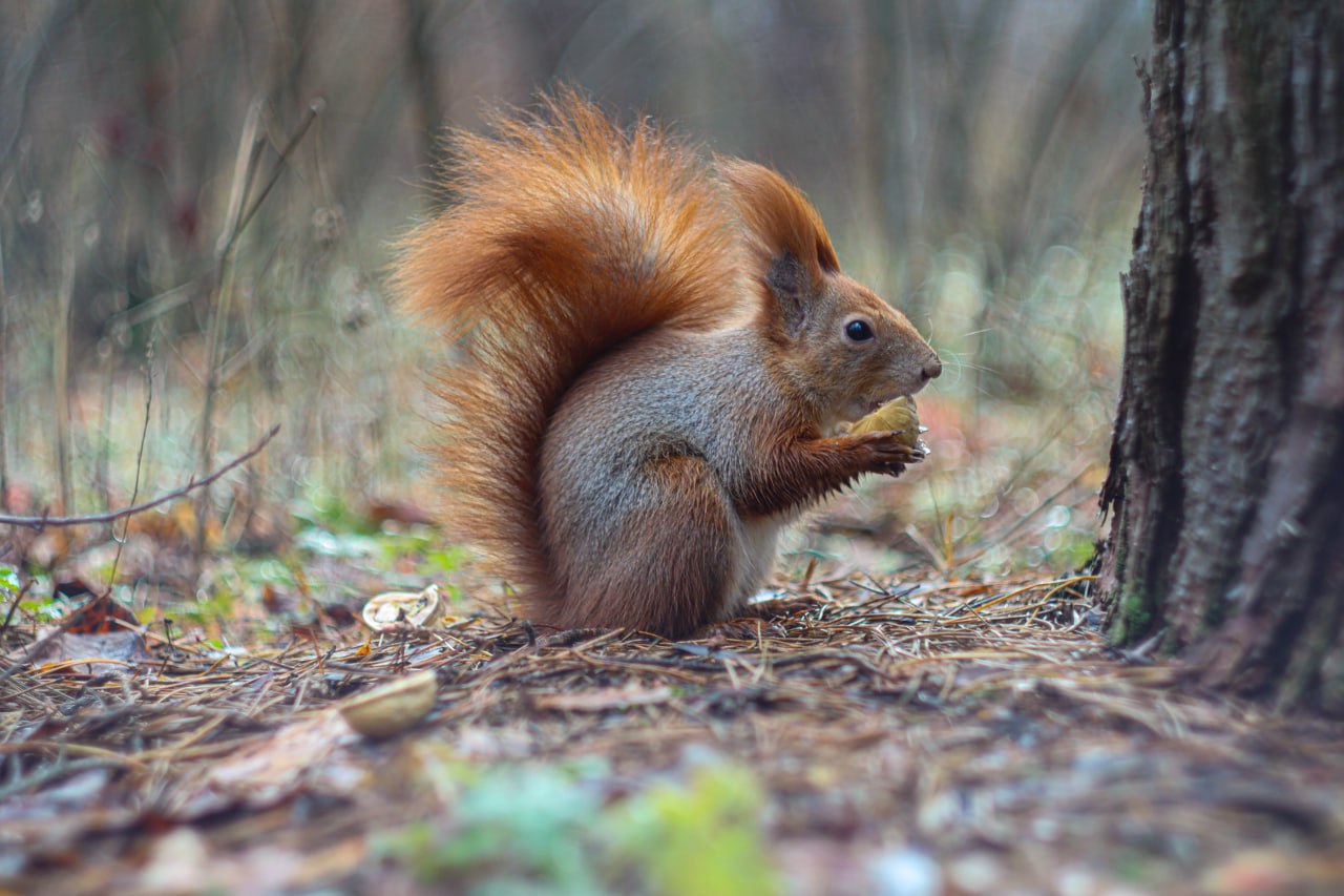 Сегодня – Международный день белки Сегодня – Международный день белки