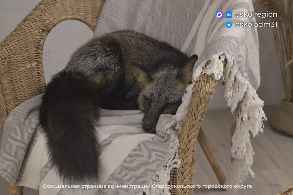 Если дома живёт лиса: староосколец завёл себе пушистого хищника Если дома живёт лиса: староосколец завёл себе пушистого хищника