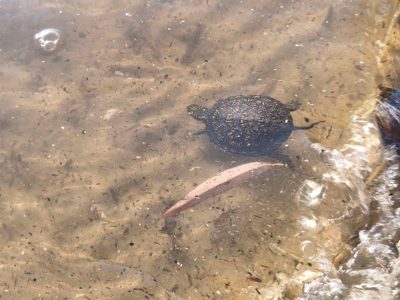 Белгородцы помогли черепашке вернуться в воду на обмелевшем водохранилище Белгородцы помогли черепашке вернуться в воду на обмелевшем водохранилище