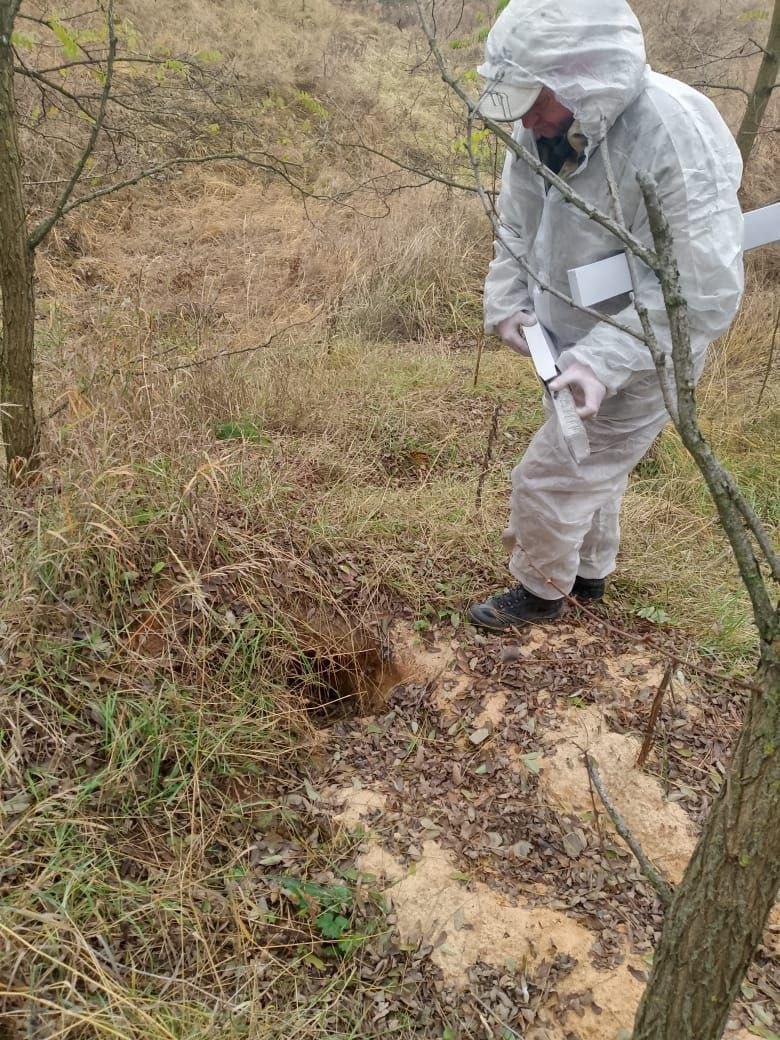 В рамках плановых мероприятий по профилактике бешенства на территории Шебекинского округа специалистами Межрайонной ветстанции по Шебекинскому и Корочанскому районам проведена раскладка вакцины для диких плотоядных животных