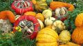 Почему декоративные тыквы — это не только красиво, но и полезно?