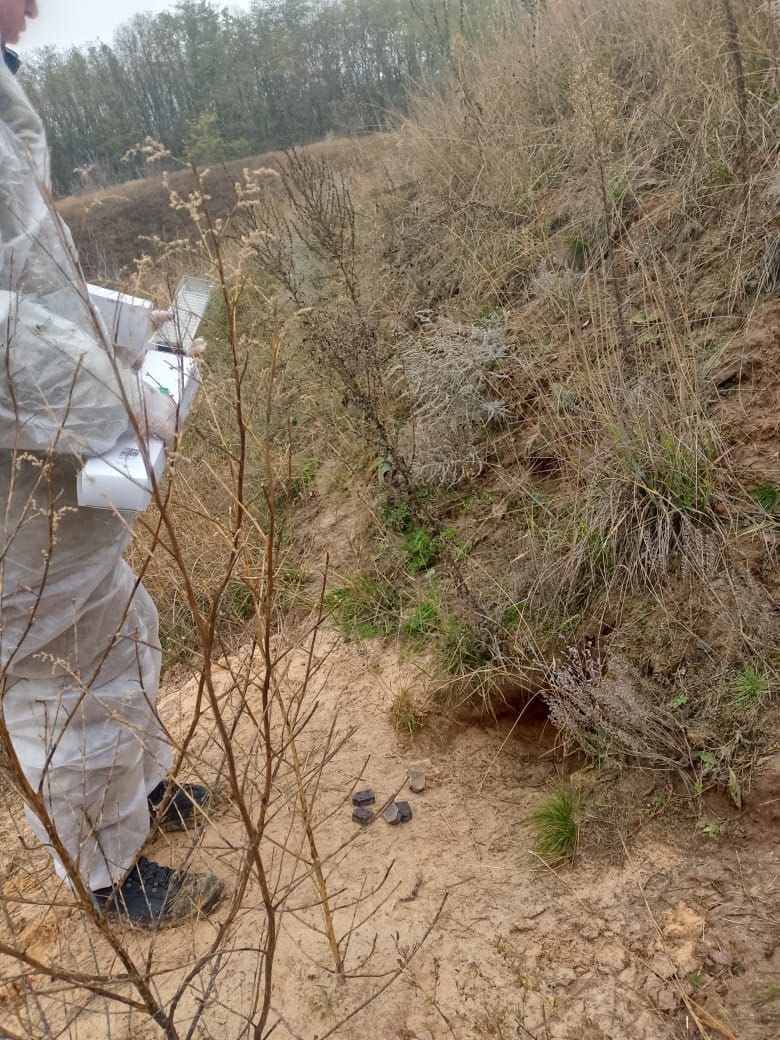 В рамках плановых мероприятий по профилактике бешенства на территории Шебекинского округа специалистами Межрайонной ветстанции по Шебекинскому и Корочанскому районам проведена раскладка вакцины для диких плотоядных животных В рамках плановых мероприятий по профилактике бешенства на территории Шебекинского округа специалистами Межрайонной ветстанции по Шебекинскому и Корочанскому районам проведена раскладка вакцины для диких плотоядных животных