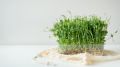 Дорогой субстрат не нужен: с этим лайфхаком микрозелень станет расти как на дрожжах