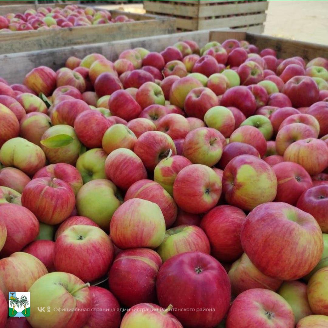 Отличные новости из мира сельского хозяйства! Отличные новости из мира сельского хозяйства!