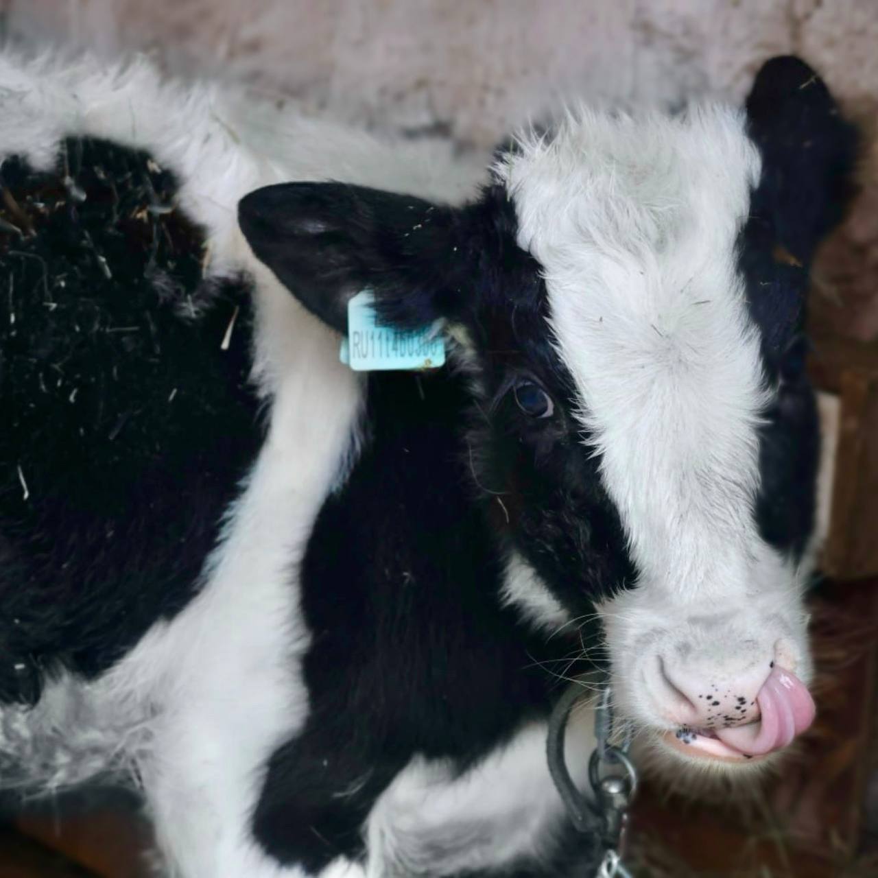 Благодаря социальному контракту жительница села Принцевка занялась ведением личного подсобного хозяйства Благодаря социальному контракту жительница села Принцевка занялась ведением личного подсобного хозяйства