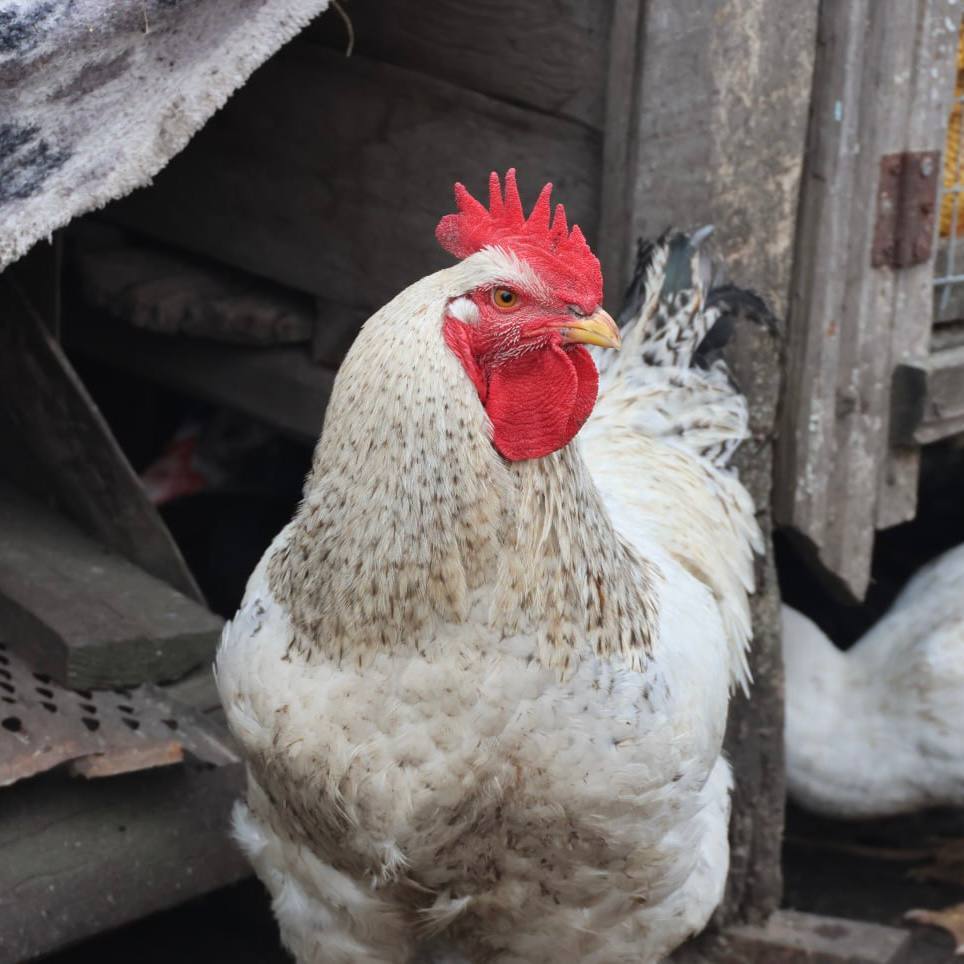 Благодаря социальному контракту жительница села Принцевка занялась ведением личного подсобного хозяйства Благодаря социальному контракту жительница села Принцевка занялась ведением личного подсобного хозяйства