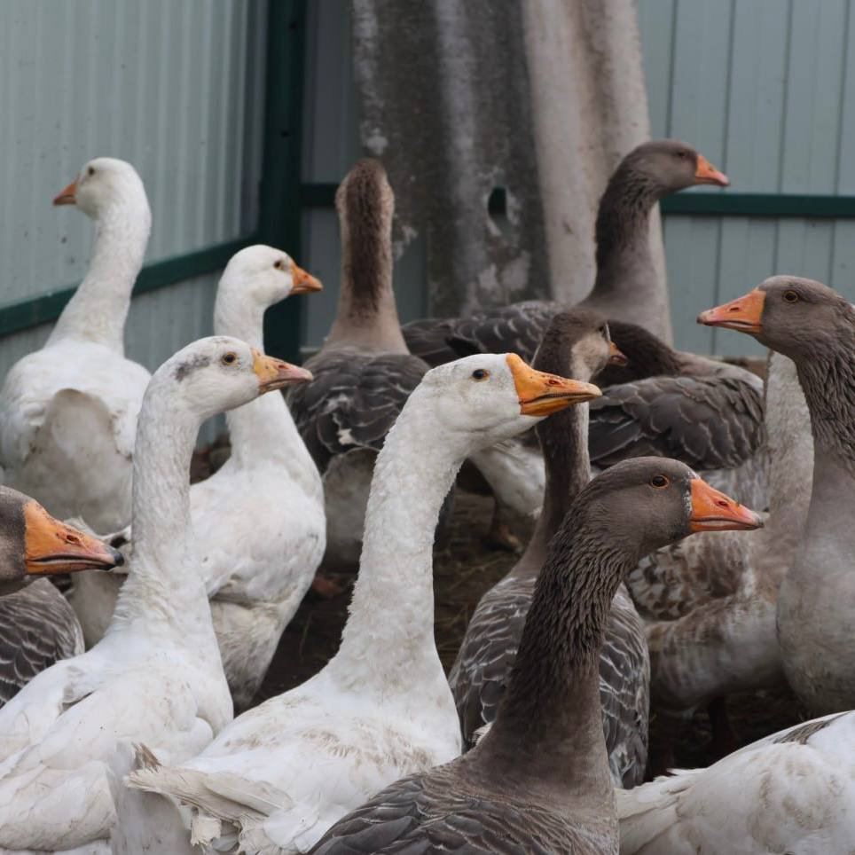 Благодаря социальному контракту жительница села Принцевка занялась ведением личного подсобного хозяйства Благодаря социальному контракту жительница села Принцевка занялась ведением личного подсобного хозяйства