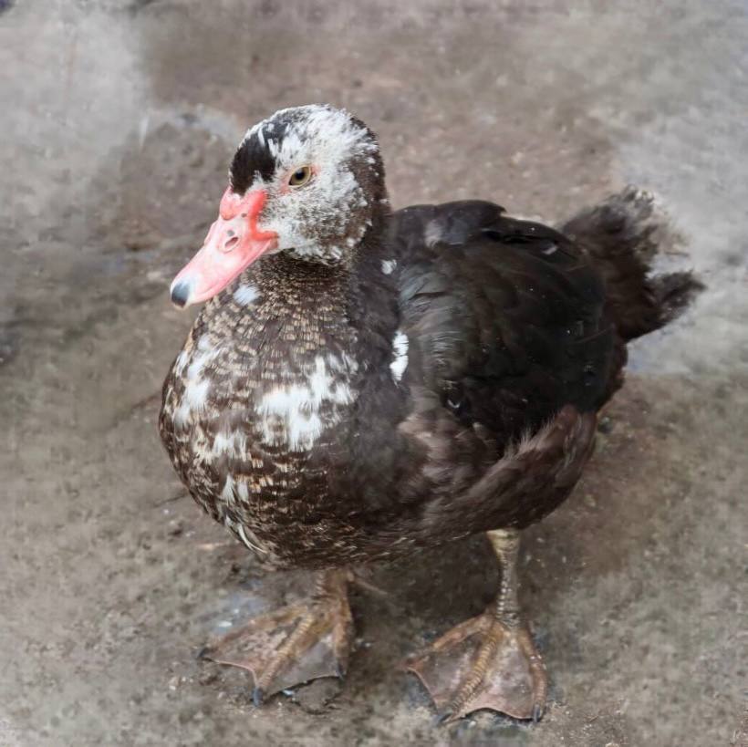 Благодаря социальному контракту жительница села Принцевка занялась ведением личного подсобного хозяйства Благодаря социальному контракту жительница села Принцевка занялась ведением личного подсобного хозяйства