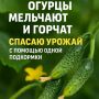 Как спасти огурцы от горечи и мелкости: эффективное решение на вашей грядке