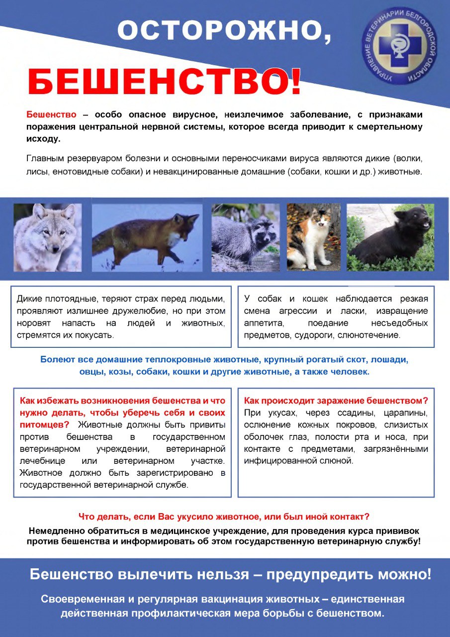 Бешенство: как распознать симптомы и защитить себя и близких