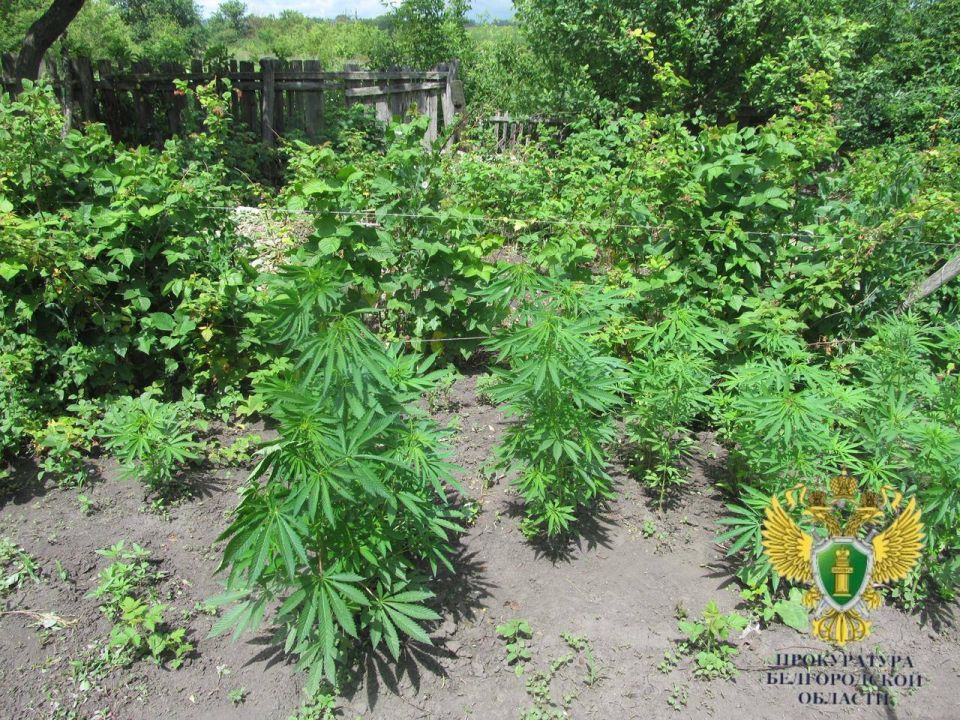 В Старооскольском округе семья вырастила конопляную плантацию