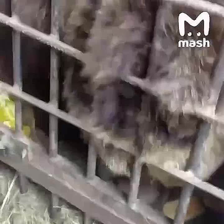 �� � ����� ������ ����� �������� ��� ������ � ��-�� ��������� ������ ������