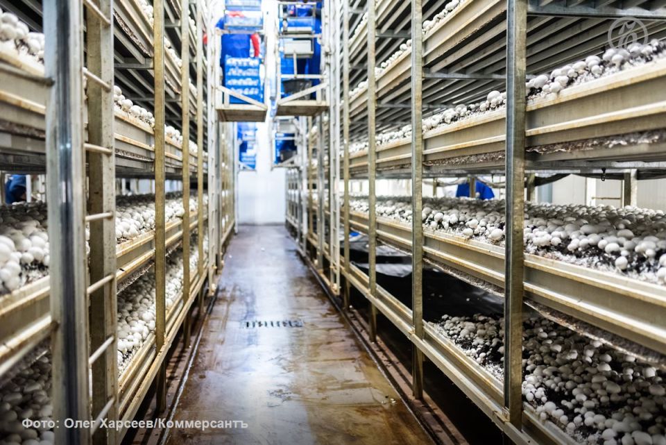 «Грибы Белогорья» снова попытаются продать за 180,5 млн рублей