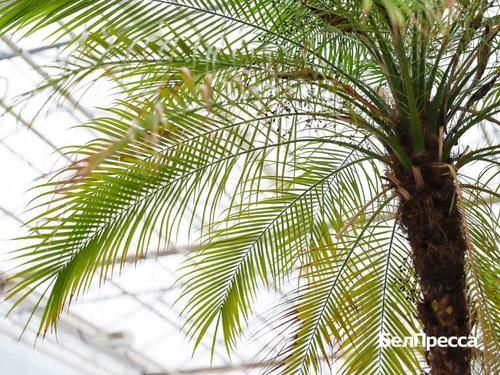 В Белгороде готовятся высадить на улицах тропические растения