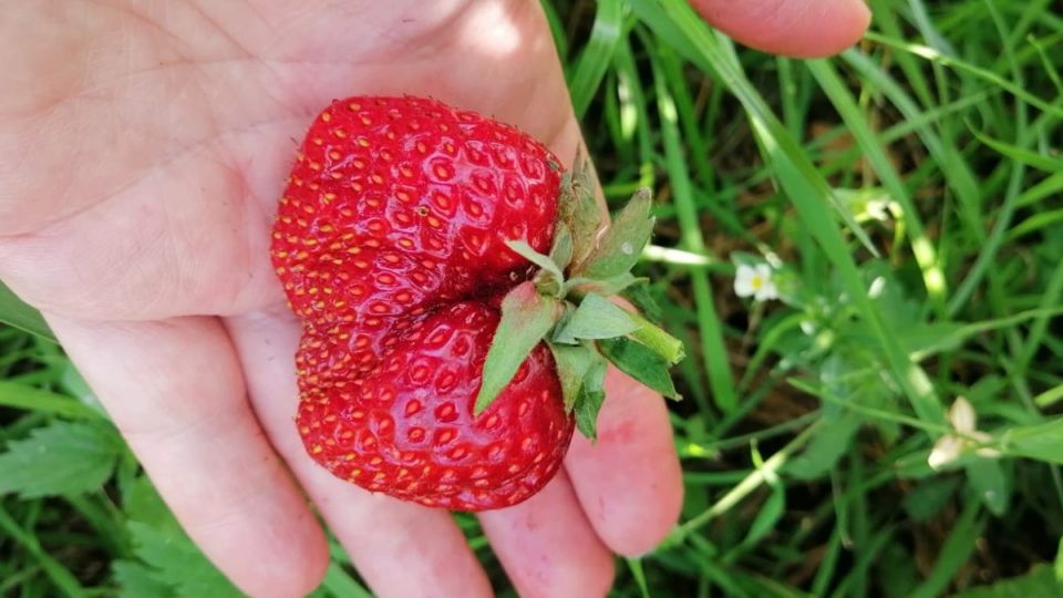 Старые сорта клубники: как отказаться от неудач и собрать рекордный урожай