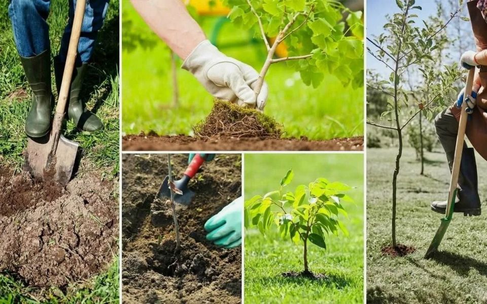 Корневин Бона Форте: Прорыв в стимуляторах корнеобразования